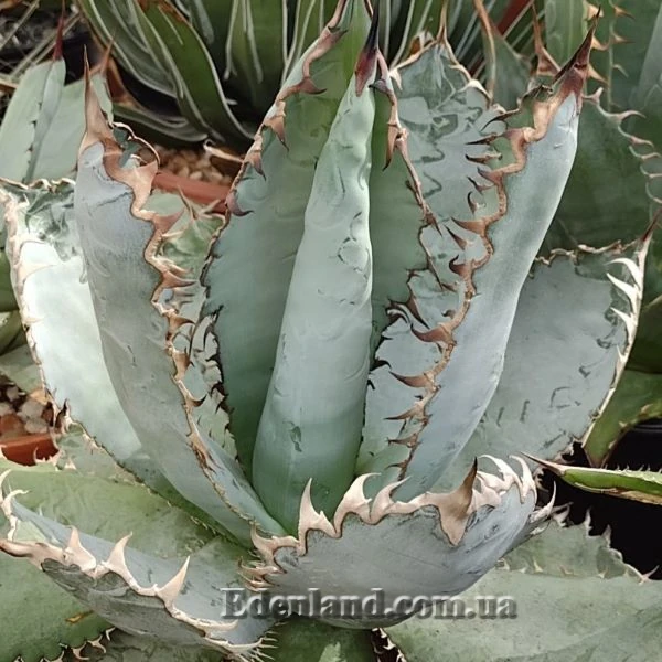 Изображение Агава Отеро  - Agave oteroi  