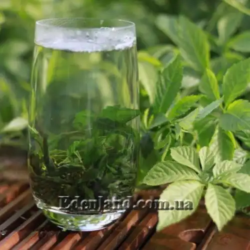 Изображение Гиностемма пятилистная - Gynostemma pentaphyllum