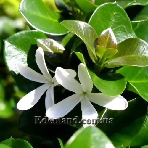 Изображение цветение