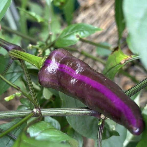 Зображення Перець гострий Халапеньо Тигр - Capsicum annuum ‘Jalapeño Tiger’ 