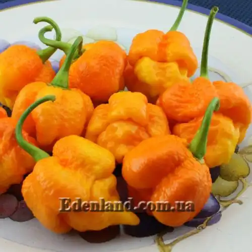 Изображение Перец Тринидад Моруга Скорпион Желтый - Capsicum Trinidad Moruga Scorpion Yellow