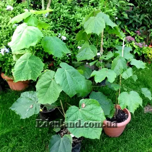 Зображення Домбея верхівкова - Dombeya cacuminum