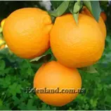 Изображение Апельсин Вашингтон  Навел - Citrus Sinensis Washington Navel