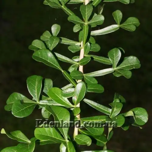 Зображення Кресцентія крилата - Crescentia alata