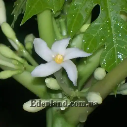 Изображение цветение