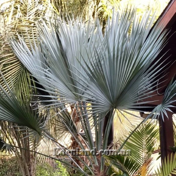 Изображение взрослое растение