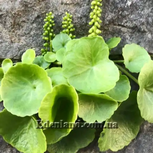 Изображение Умбиликус скальный - Umbilicus rupestris 