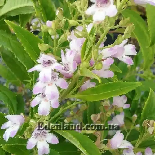 Зображення Простантера косматоквіткова - Prostanthera lasianthos