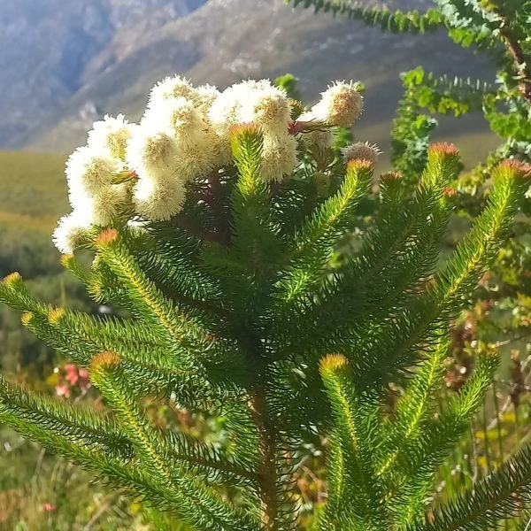 Изображение Берцелия Галпина - Berzelia galpinii