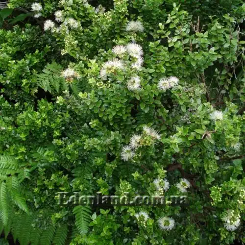 Зображення цветущий куст