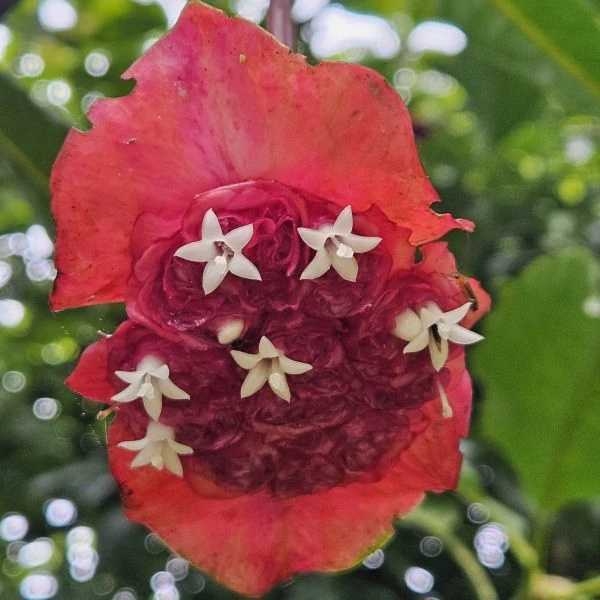 Зображення Палікурея Корреа - Palicourea correae  