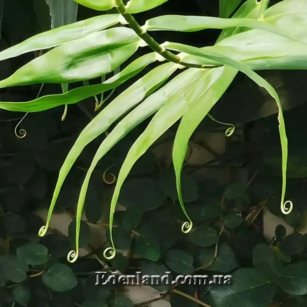 Зображення Флагелларія індійська - Flagellaria indica