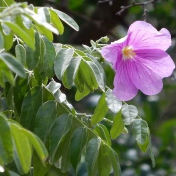 Изображение Моркиллия мексиканская  - Morkillia mexicana