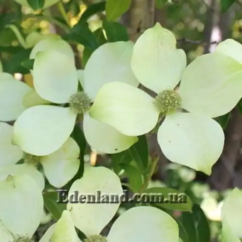 Изображение Кизил головчатый - Cornus capitata 