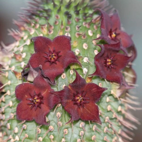 Зображення Худія волосконосна - Hoodia pilifera 