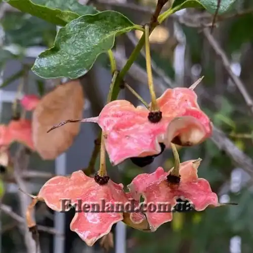 Изображение Кринодендрон Патагуа - Crinodendron patagua