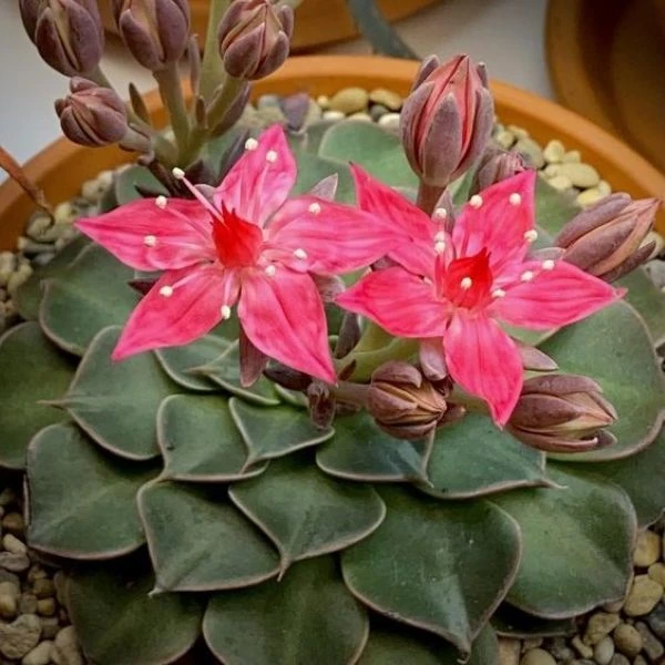 Зображення Граптопеталум прекрасний  - Graptopetalum bellum 