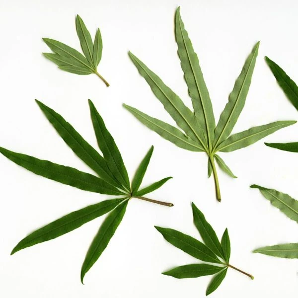 Изображение Витекс священный  - Vitex agnus - castus