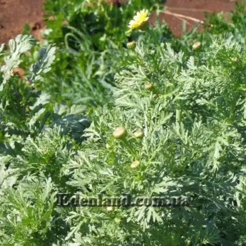 Зображення Хризантема увінчана або овочева - Chrysanthemum coronarium