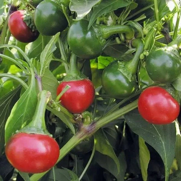 Зображення Перець гострий Корал - Capsicum annuum Koral  