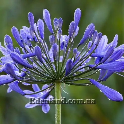 Изображение Агапантус ранний - Agapanthus praecox