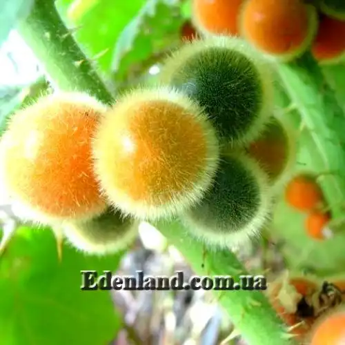 Пасльон кіотський, Наранхіла - Solanum quitoense