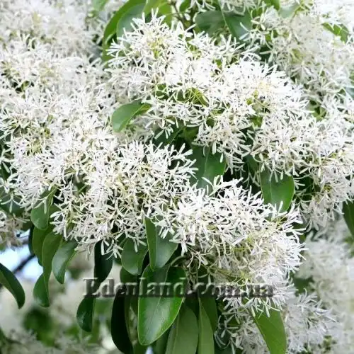 Изображение Хионантус притупленный  - Chionanthus retusus 