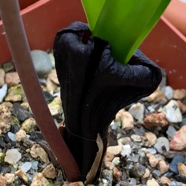 Изображение Струмария усеченная - Strumaria truncata 