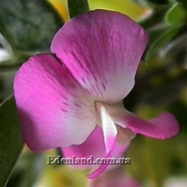 Изображение Подалирия миртолистная  - Podalyria myrtifolia