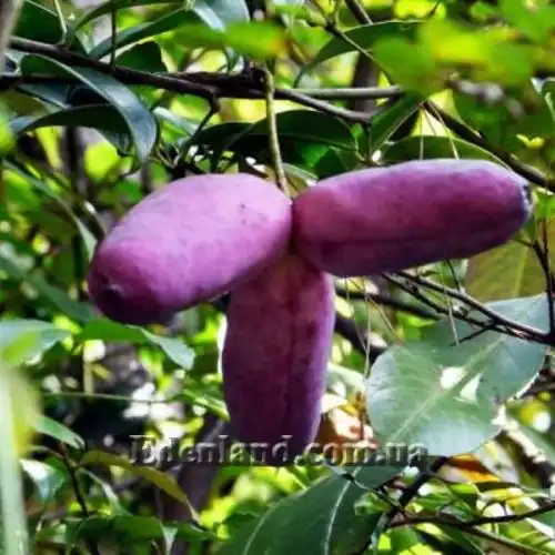 Изображение Хольбелия широколистная - Holboellia latifolia