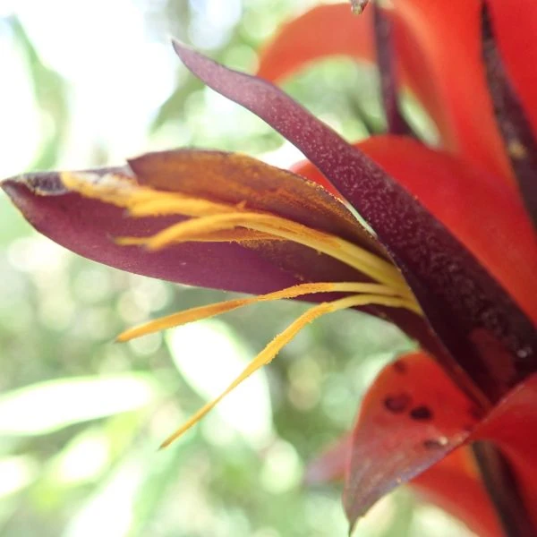 Зображення Піткернія чорна - Pitcairnia nigra 