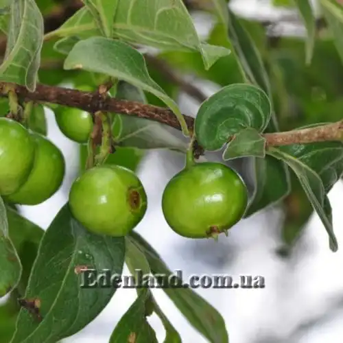 Изображение Вангерия несчастная - Vangueria infausta