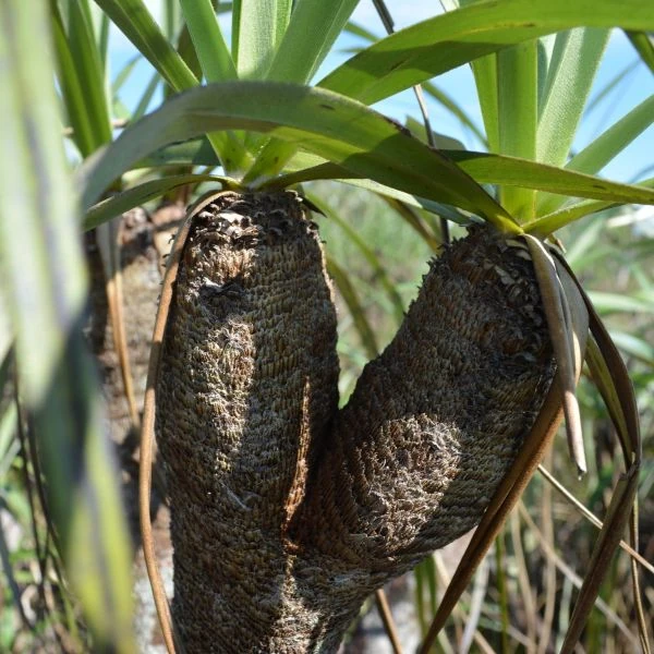 Зображення Велозія трубчаста - Vellozia tubiflora