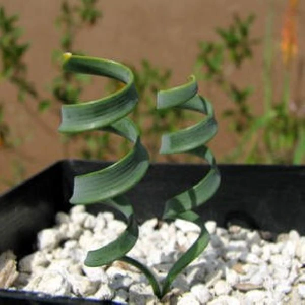 Изображение Циртантус Смита  - Cyrtanthus smithiae