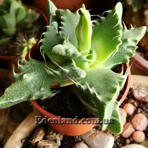 Изображение Фаукария тигриная - Faucaria tigrina 