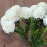 Изображение Берцелия Галпина - Berzelia galpinii