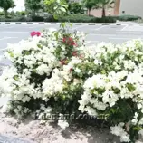 Изображение Бугенвиллия сорт Jamaica White - Bougainvillea