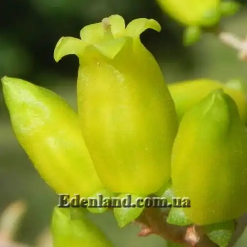 Изображение Каланхоэ оргиалис - Kalanchoe orgyalis