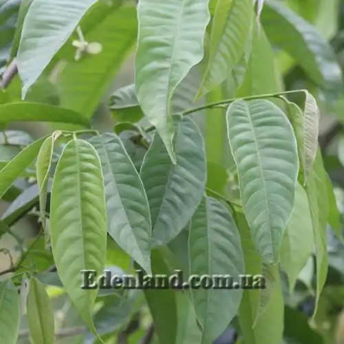 Изображение взрослое растение