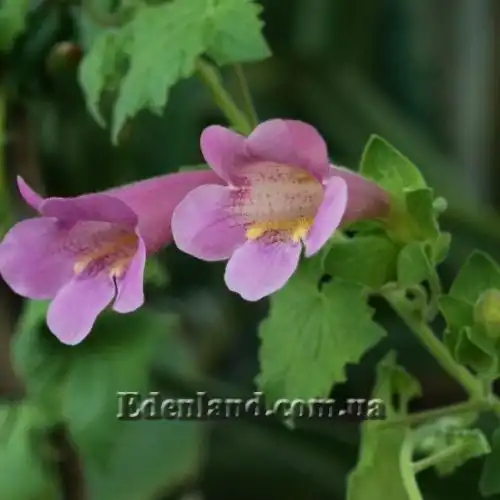 Изображение Лофоспермум стыдливый  - Lophospermum erubescens