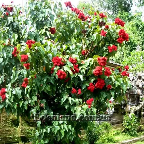 Изображение Бикса Орельяна - Bixa orellana red