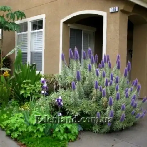 Изображение Эхиум белеющий - Echium candicans