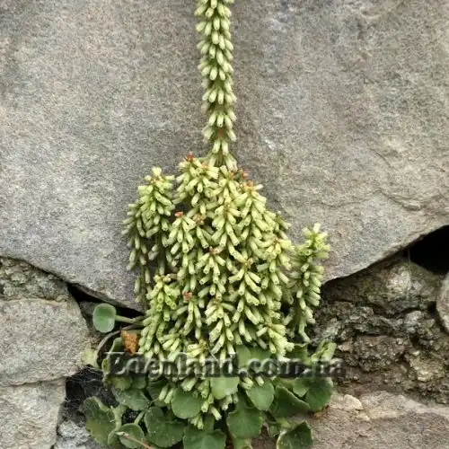 Изображение Умбиликус скальный - Umbilicus rupestris 