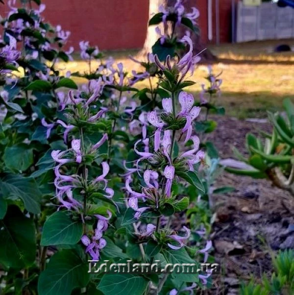 Изображение цветение в саду