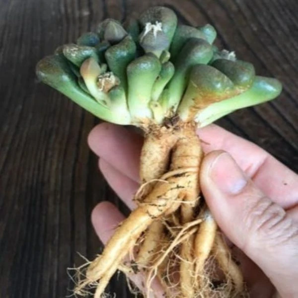 Изображение Алоинопсис Шунеса  - Aloinopsis schooneesii