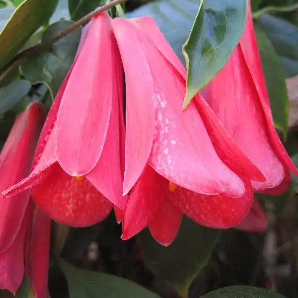 Очаровательные новинки семян в Edenland.