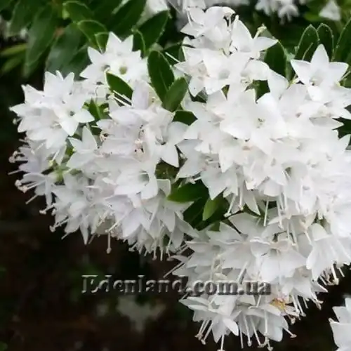 Изображение Вероника Эллиптическая - Veronica elliptica