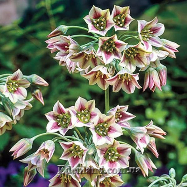 Нектароскордум сицилийский  - Nectaroscordum Siculum