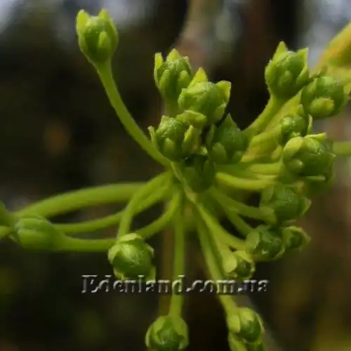 Изображение Дрежея вьющаяся - Dregea volubilis