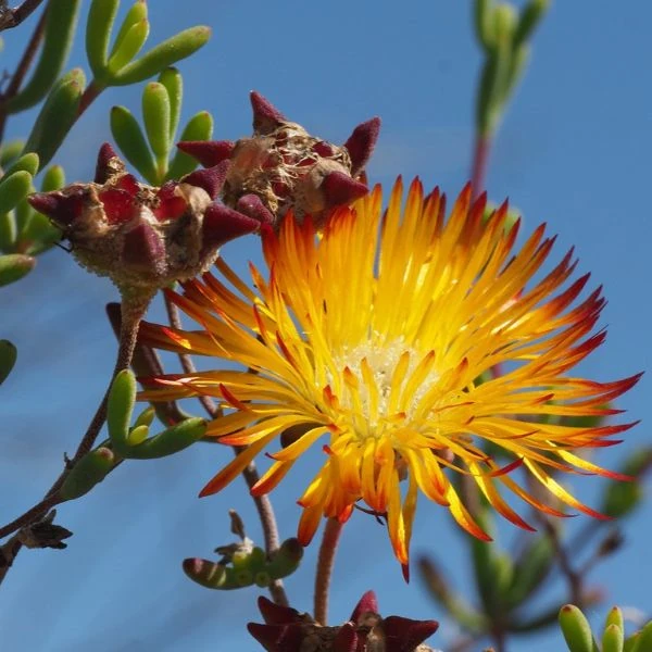 Зображення квітка та насіннєва коробочка